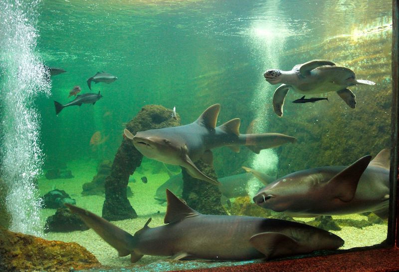Animais marinhos no Aquário Natal