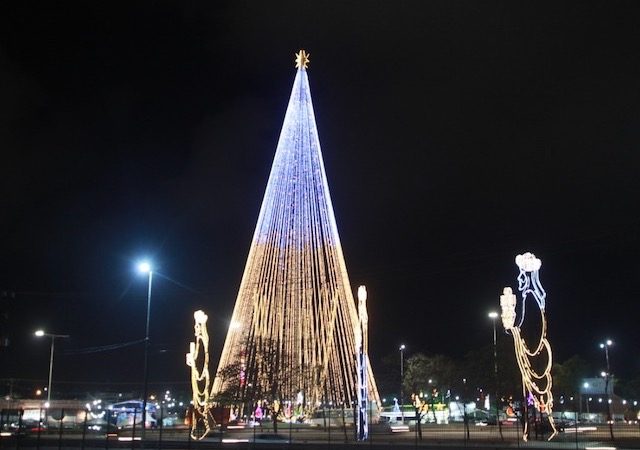 Árvore de Mirassol em Natal - RN
