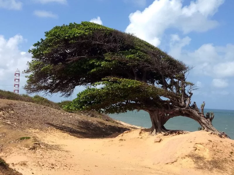 Árvore do Amor na Praia de Maxaranguape